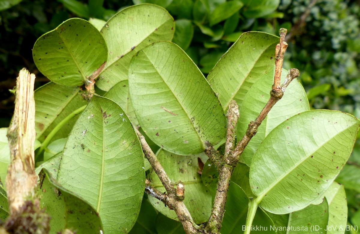 Syzygium fergusonii (Trimen) Gamble